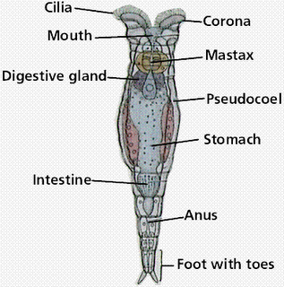 Bioaddict Rotifera