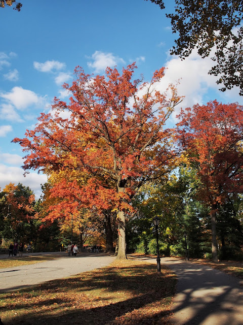 Red and Orange with a Hint of Gold, #fallfoliage, #fallcolors, Central Park, NYC Red and Orange with a Hint of Gold, #fallfoliage, #fallcolors, Central Park, NYC
