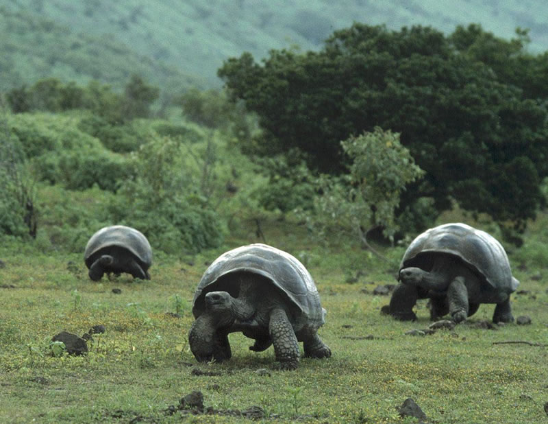 حقائق مذهلة - ماذا تعرف عن أضخم سلحفاة في العالم Gal%C3%A1pagos+Tortoise-largest