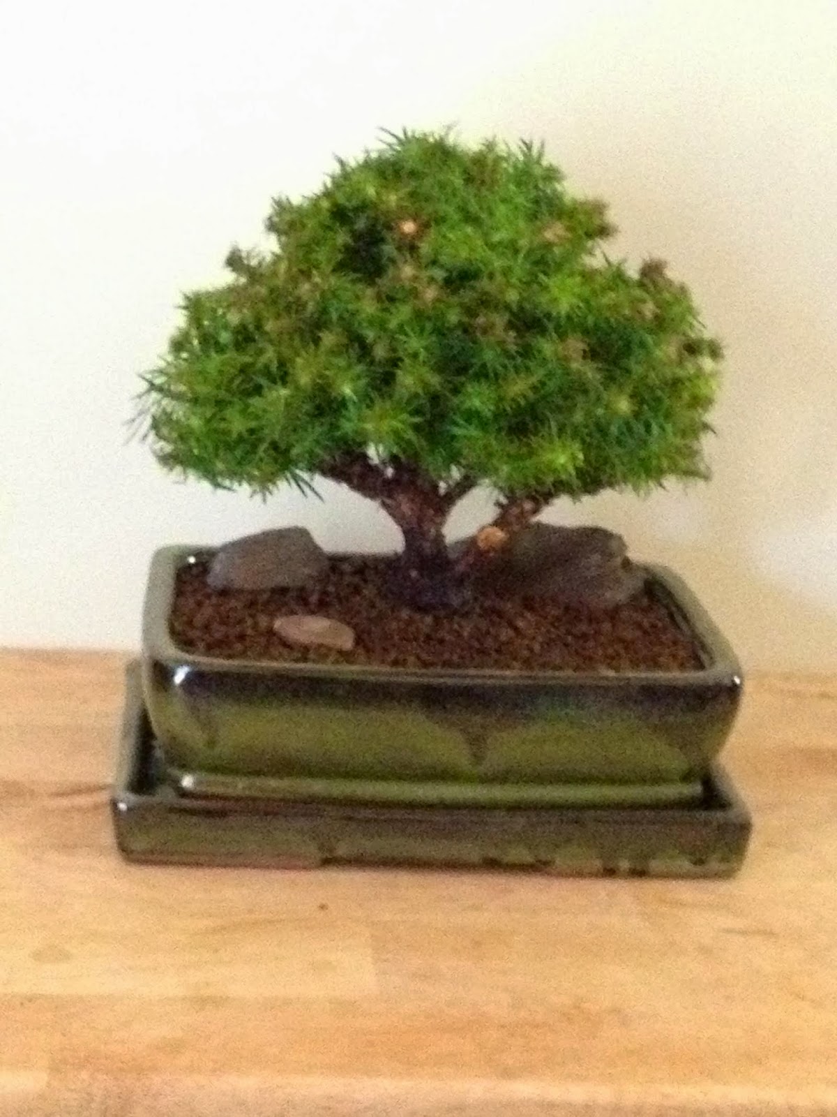 Yoji Bonsai Canada Yoji Bonsai Canada