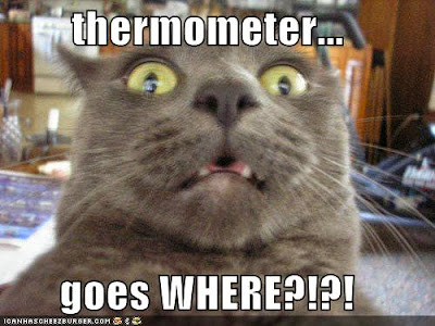 Really Funny Cats Really Funny Cats
