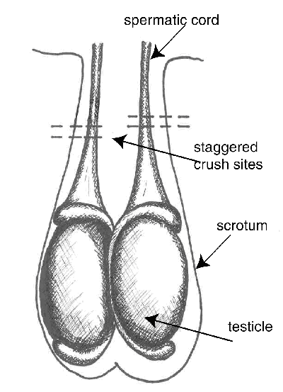 Male genitalia-spermatic cord
