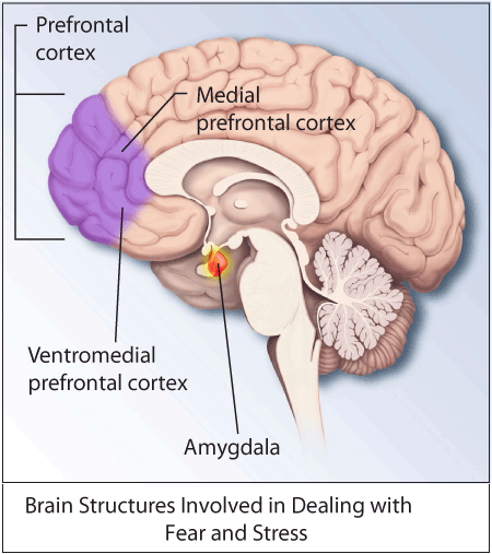 journal scan reduced post traumatic stress in Acute stress fracture of the pelvis after total hip arthroplasty: journal of orthopaedic case reports 2017 mar-apr7(2) post-traumatic median nerve neuroma in. journal scan reduced post traumatic stress in Acute stress fracture of the pelvis after total hip arthroplasty: journal of orthopaedic case reports 2017 mar-apr7(2) post-traumatic median nerve neuroma in.