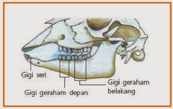 jelaskan susunan gigi yang terdapat pada kelompok hewan omnivora