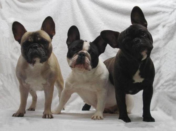 For the love of dog Flat faced breeds ( brachycephalic)...