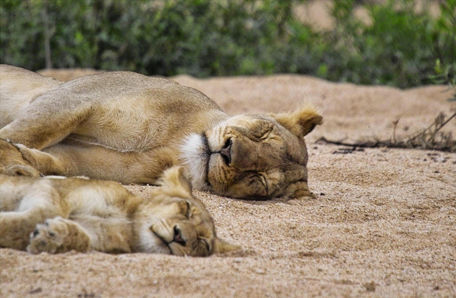 Keepin' Babel at Bay: 21 Beautiful Photos Of Animal Parents With Their