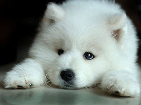 [Image: White-Wolf-Pup-wolves.jpg]