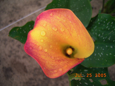 Calla Blaze