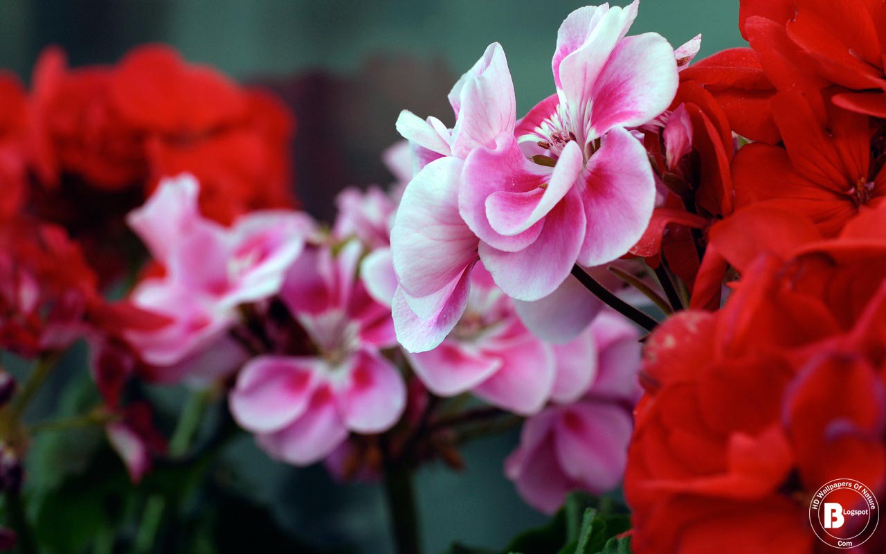 flower wallpaper for pc hd flower wallpapers for pc hd wallpapers of nature flower wallpaper for pc hd flower wallpapers for pc hd wallpapers of nature