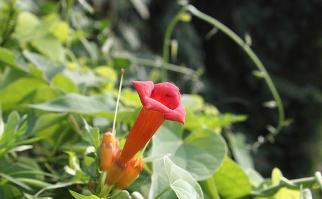 Trumpet Vine Flowers Pictures