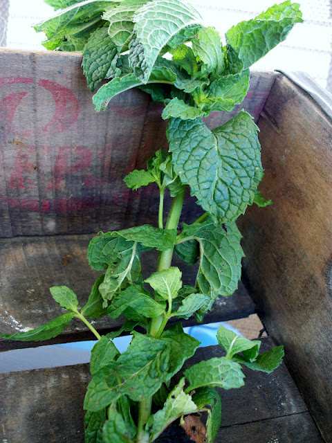 Mint Farm fresh mint