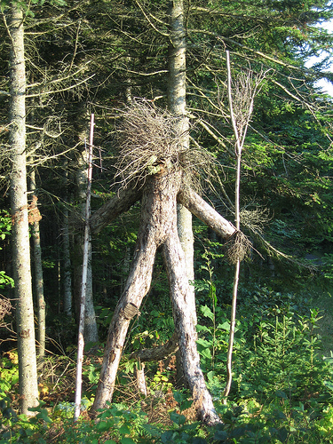 tree like women
