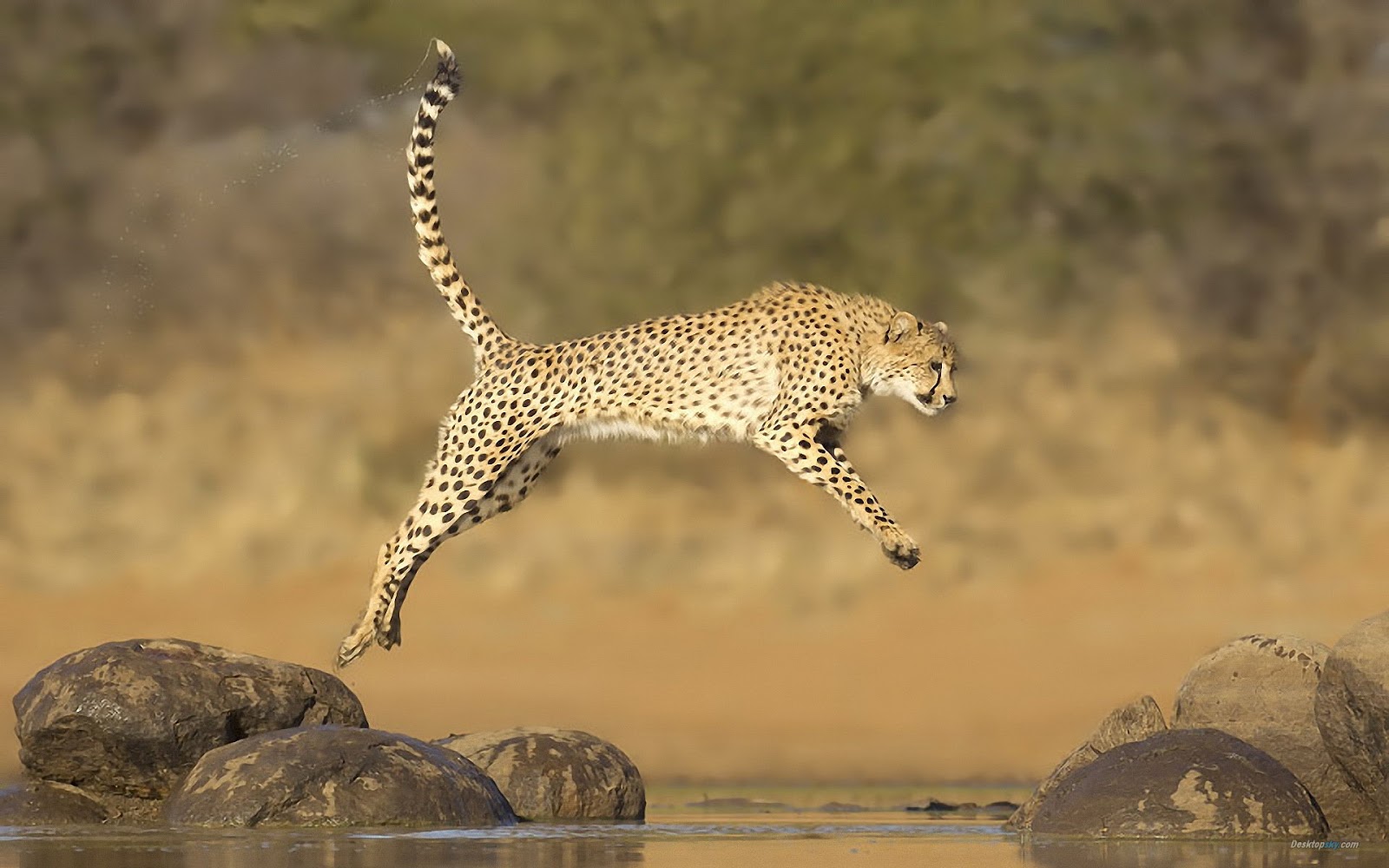 All About Animal Wildlife: Cheetah Cool HD Wallpapers 2012