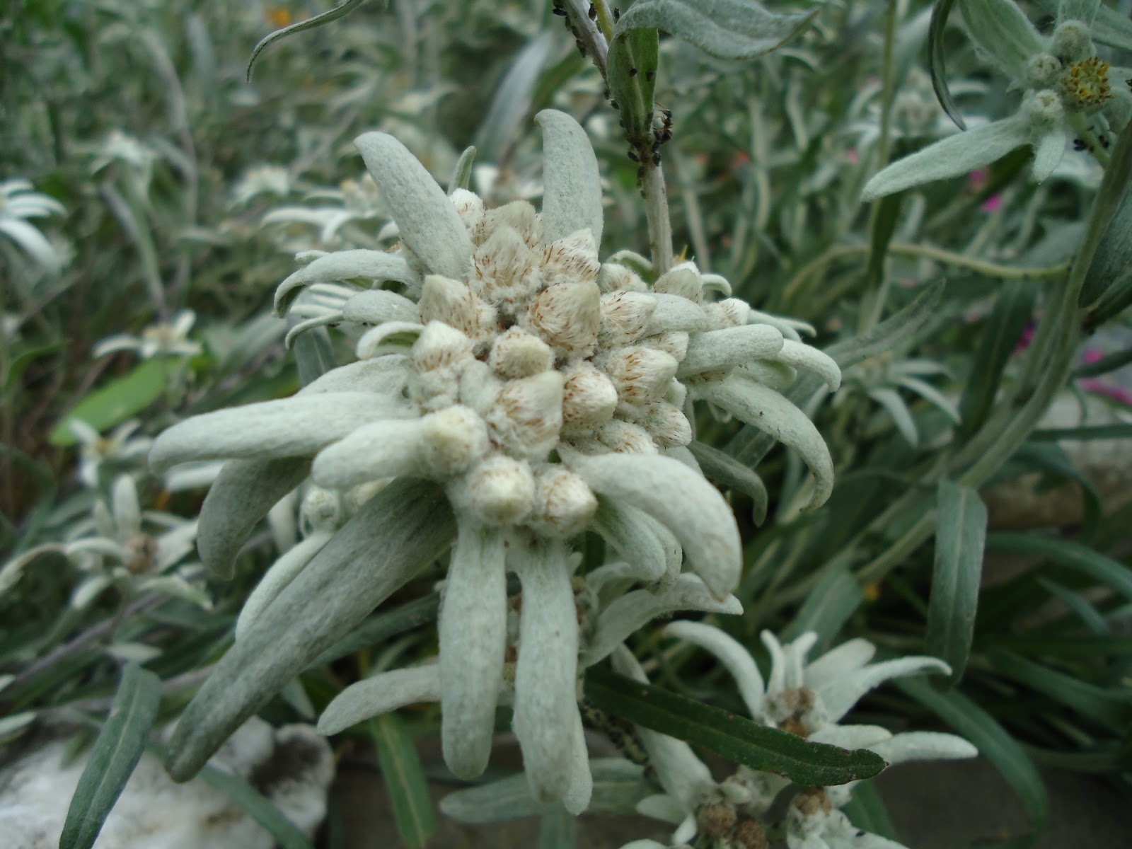 animatedhdwallpaper: Wallpaper Bucegi