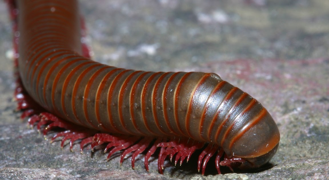 CJ's Bug Blog Centipedes vs. Millipedes