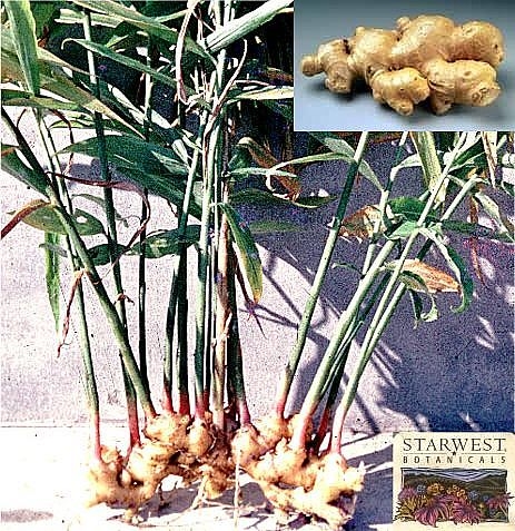 use-ginger-root.jpg