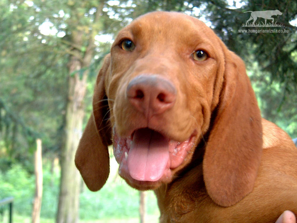 breed vizsla vizsla breed home types breed vizsla vizsla breed home types