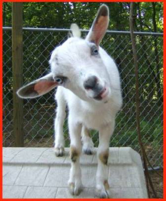 Nesting Notions: Getting my goat(s)