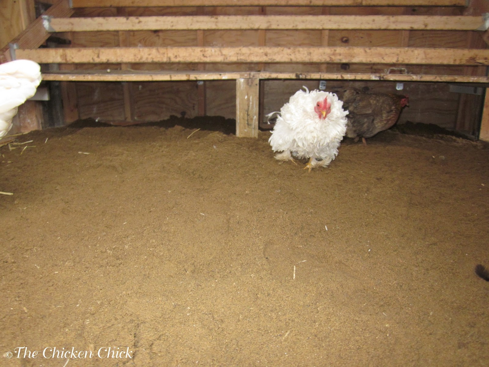 Sand for the Driest Coop Possible: Use sand as chicken coop litter and 
