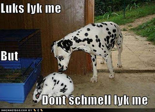 Funny DOG Pictures