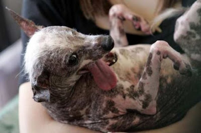 World ugliest dogs pictures