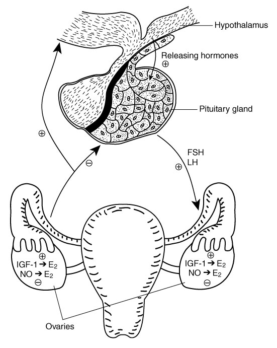 Sex glands in females