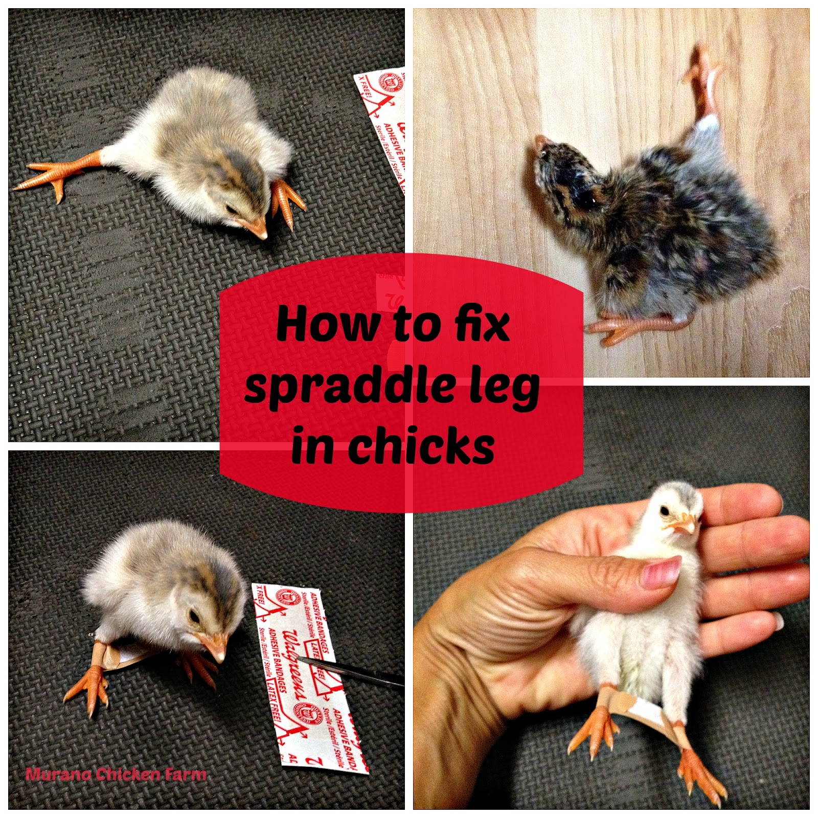 Murano Chicken Farm Spraddle leg, the band aid fix