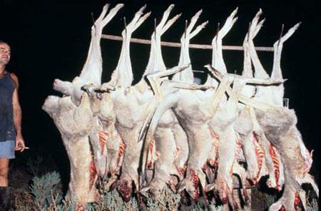 adidas piel de canguro