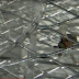 WATCH! How an electric flyswatter kills a bug in slow motion