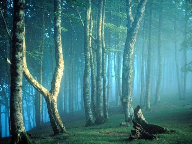 The forests of the world HD Photos