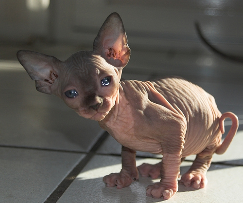 sphynx cat sphynx cat