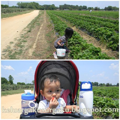 Strawberry Farm