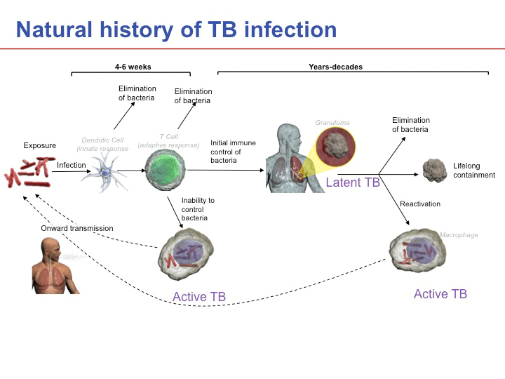 What do bacteria that causes tb do the body — photo 2