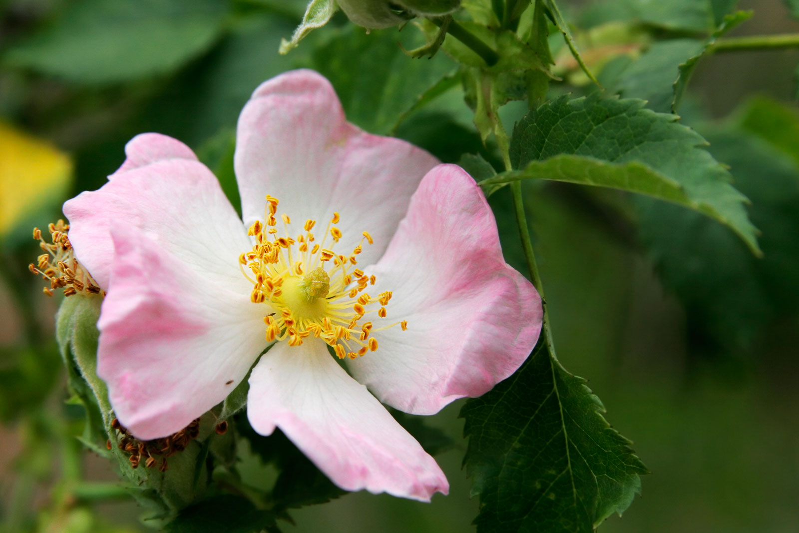 flowers for flower lovers. Dog rose flowers.