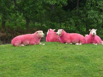 紐西蘭牧場 粉紅色綿羊