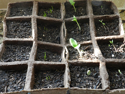 Anyone Can Decorate: Our DIY Vegetable Garden - Update