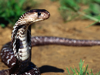Snake Wallpapers HD