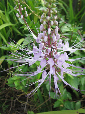 Cat's Whiskers Flowers