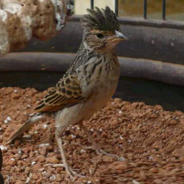 menjinakan burung branjangan kicau menjinakan burung branjangan kicau