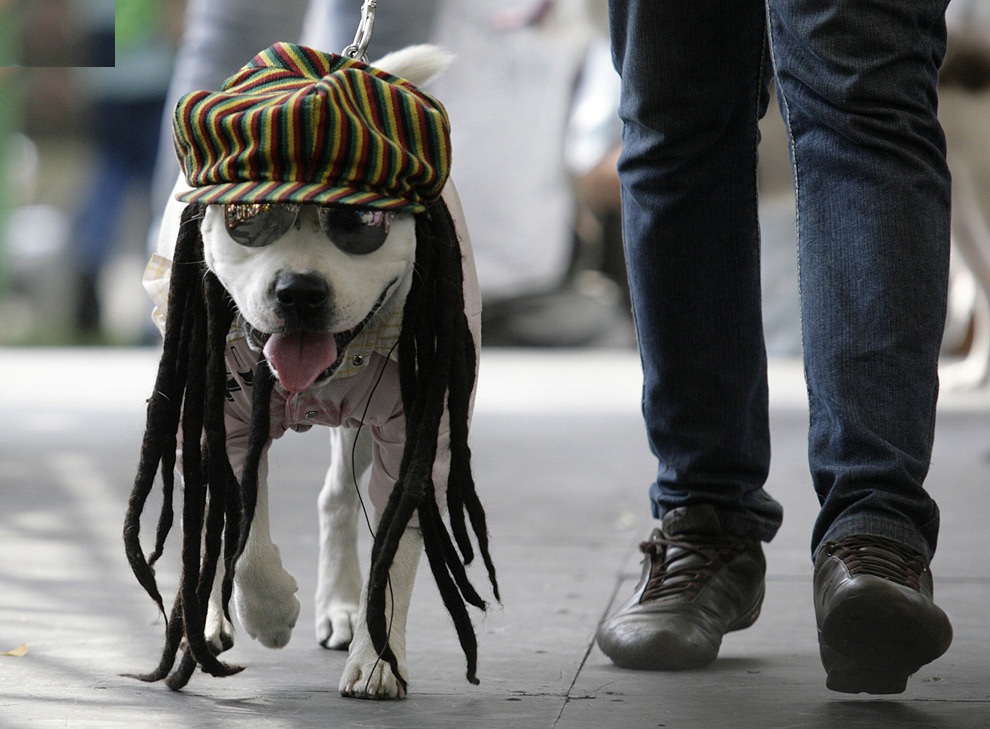 All List Of Different Dogs Breeds Dog Clothes