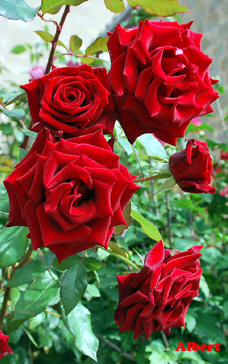imagenes de rosas de distintos colores y con fraces