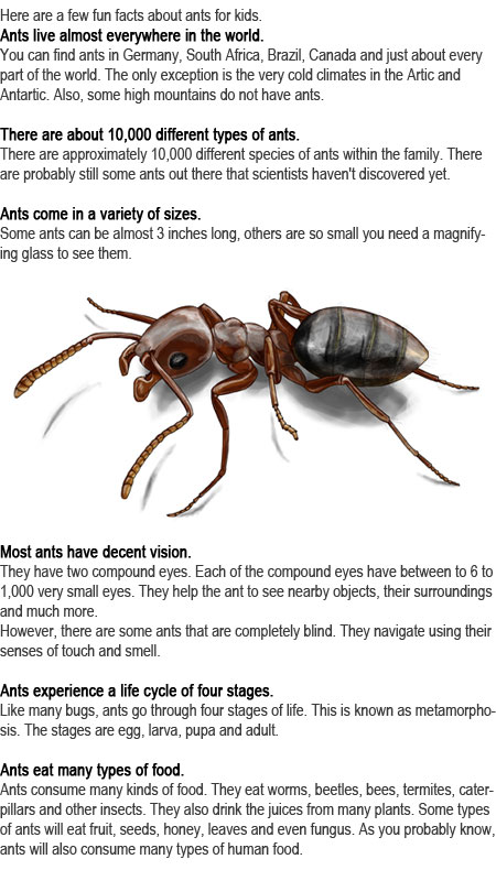 Ant facts for kids