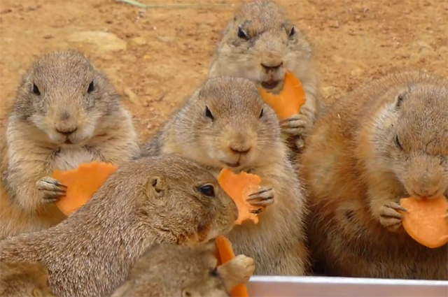 Cães-da-pradaria se alimentando de cenouras