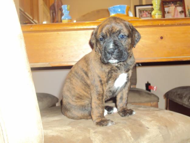 brindle boxer puppies for sale dogs brindle boxer puppies brindle boxer puppies for sale dogs brindle boxer puppies