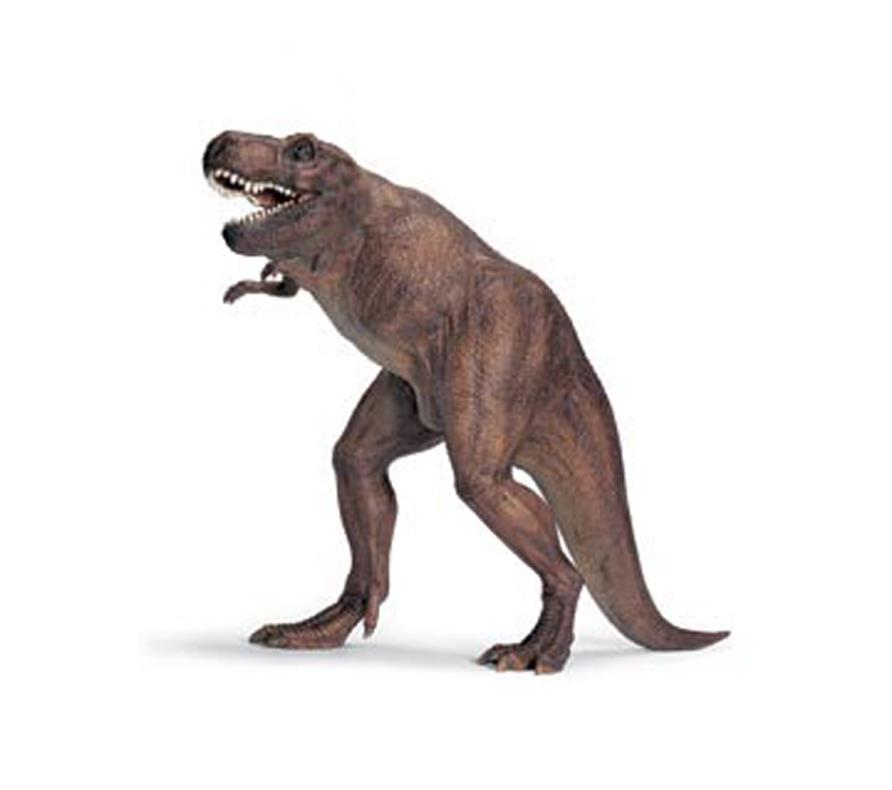 Wild Animals And Birds: Animals Without Neck Wallpapers