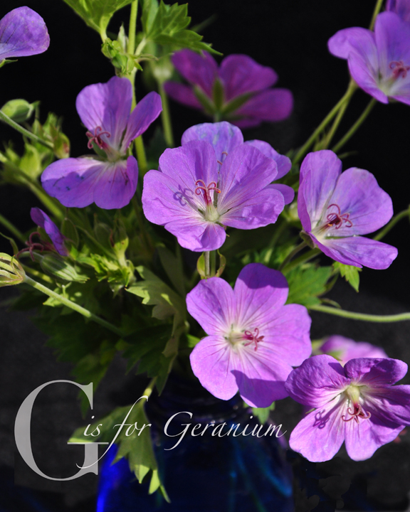 Three Dogs in a Garden G is for Geranium