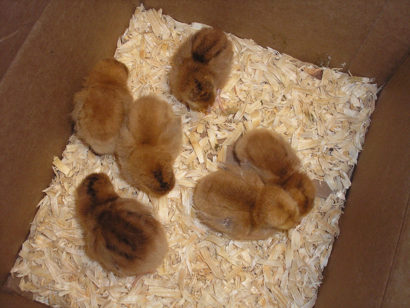 Chickens in the basement are rarely a good idea, but.... Rolling E Ranch