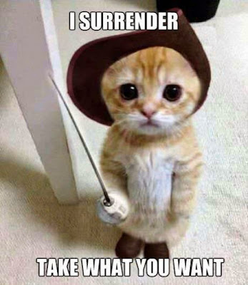 gambar kucing lucu berani gambar kucing lucu berani