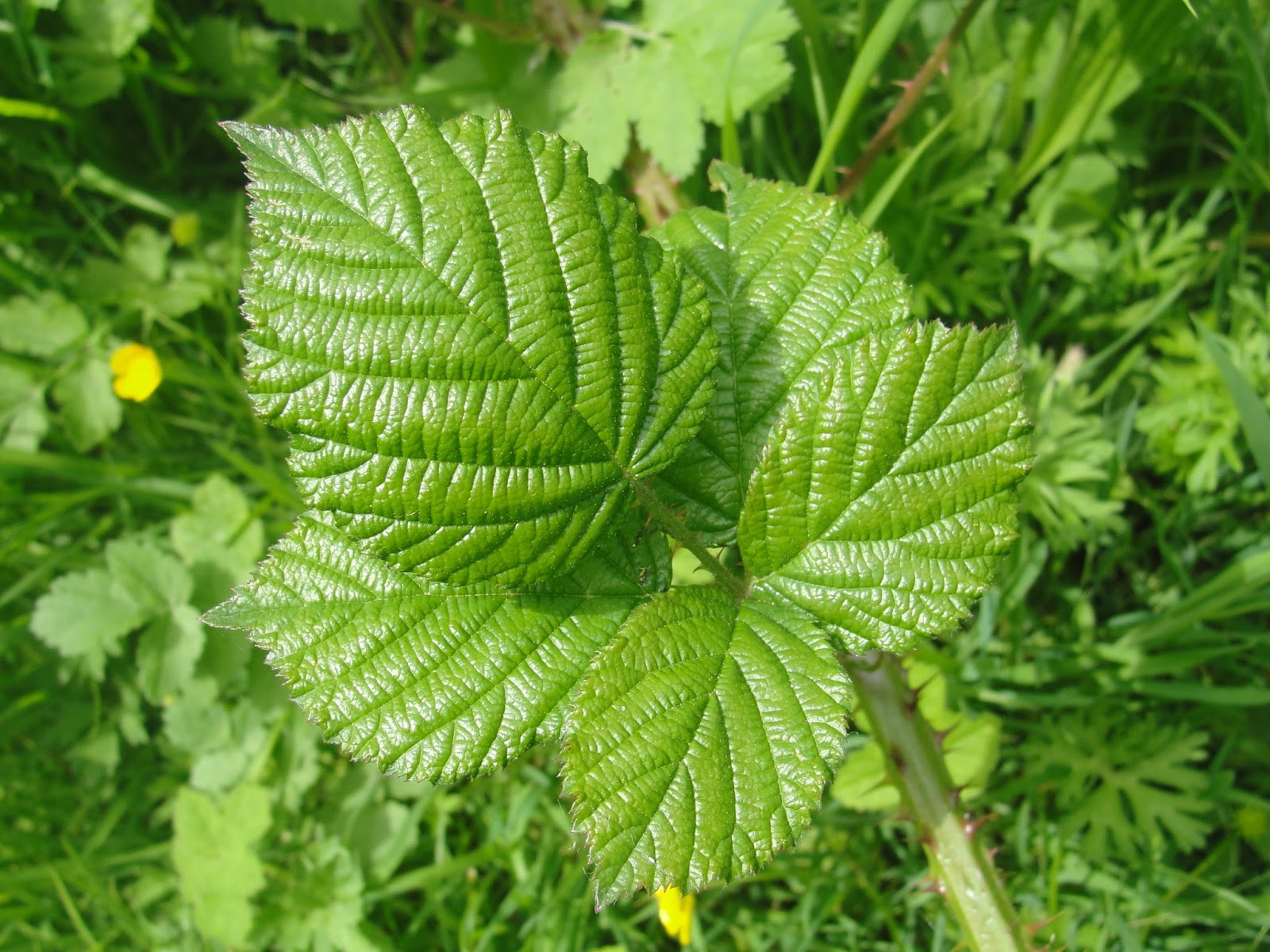 The Outdoor Traditionalist How To Spot Raspberries