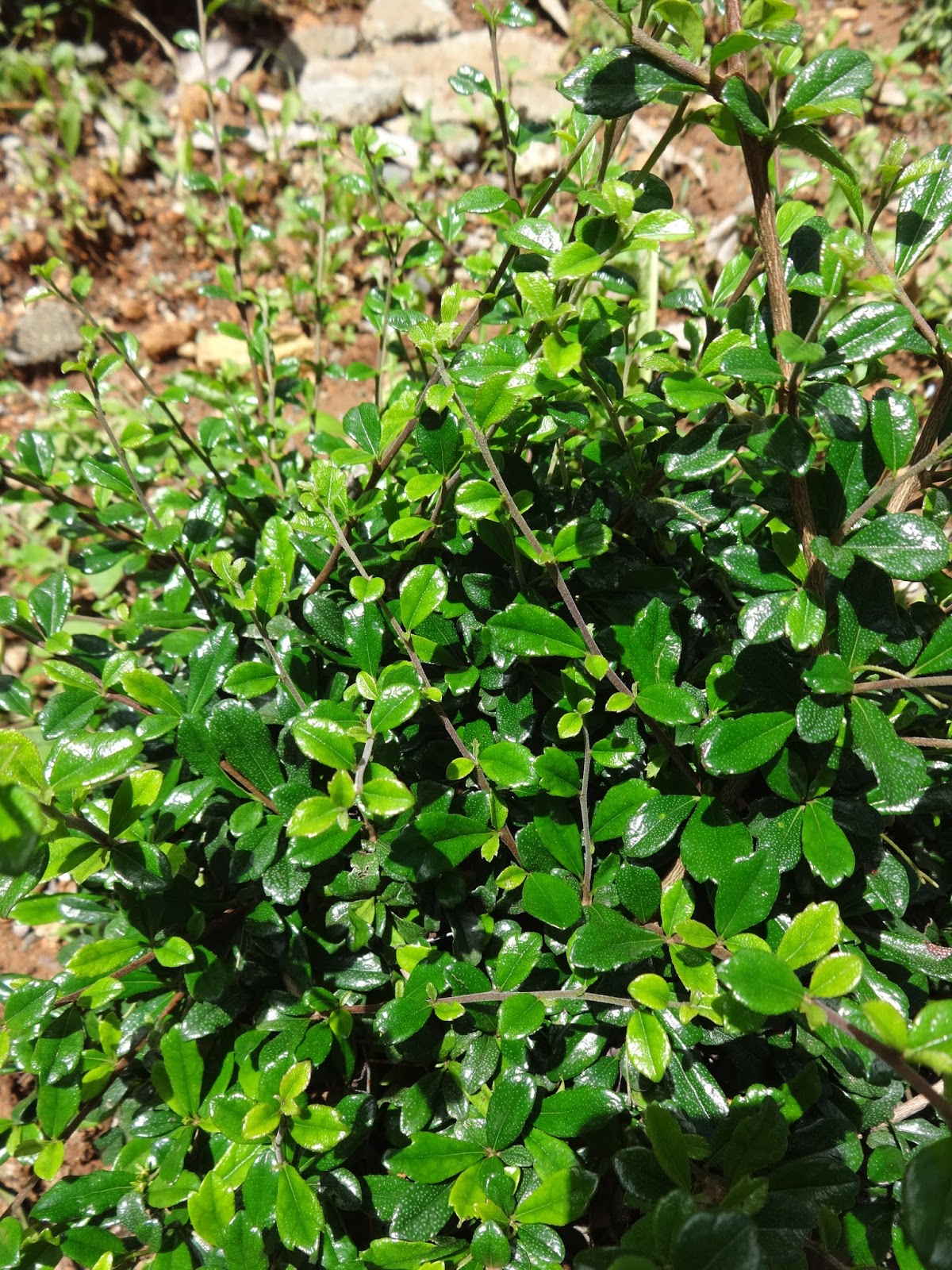 Rockport Herbies More Herb Information